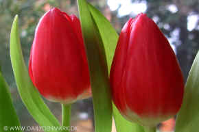 tulips in spring kopi.jpg (94385 byte)